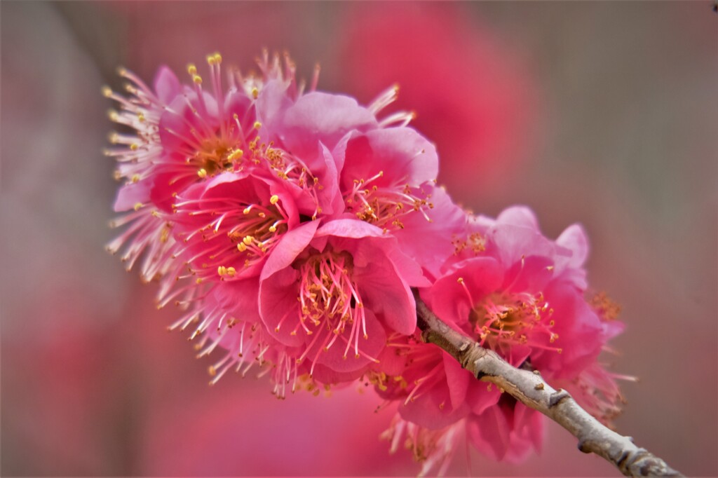 紅梅・・・4