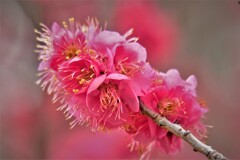 紅梅・・・4