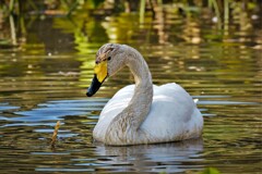 オオハクチョウ食事中・・・