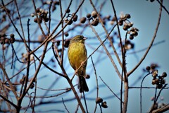 ナンキンハゼにカワラヒワ・・・