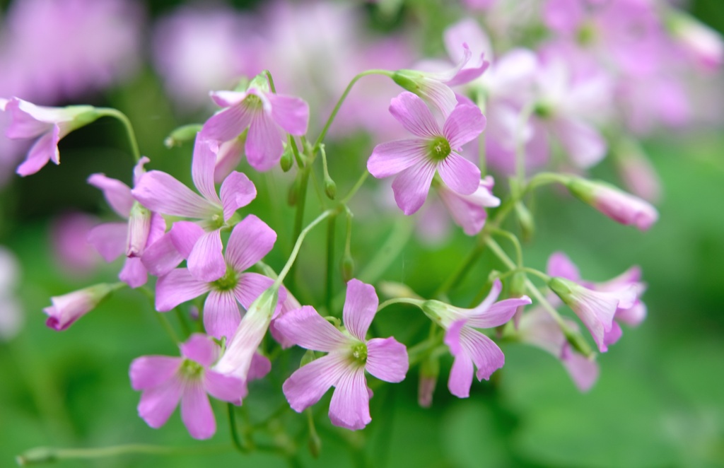 カタバミの花・・・