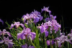 菖蒲　3