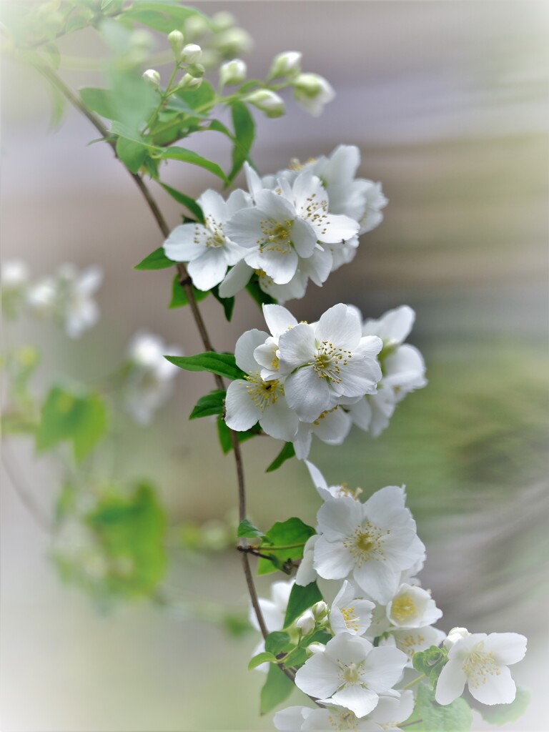 ウメウツギ・・・