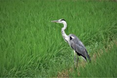 わたしも逃げるべきか・・・