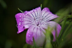 きょうは雨・・・