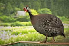 加茂荘　ホロホロ鳥・・・