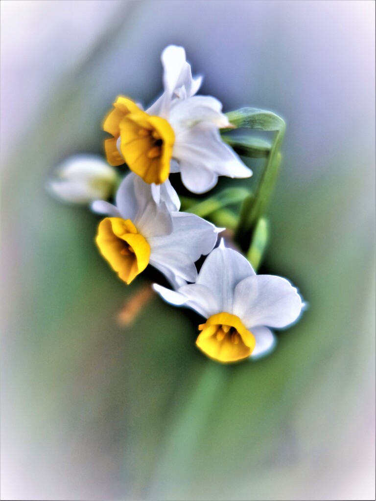 白水仙・・・