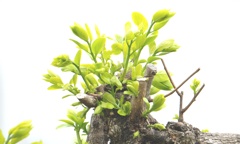 新芽　柿
