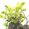 新芽　柿