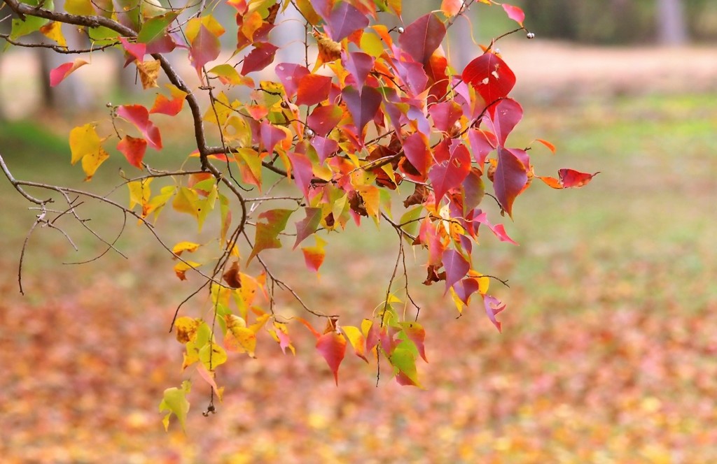 ナンキンハゼ紅葉・・・