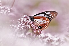 DSCF1061