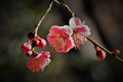 紅梅でいっぷく・・・