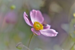 庭のシュウメイギク・・・