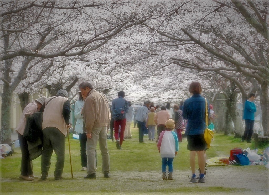それぞれのお花見・・・