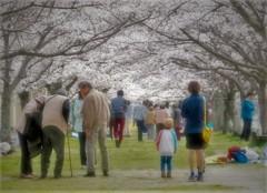 それぞれのお花見・・・