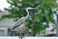 ところ構わず・・・