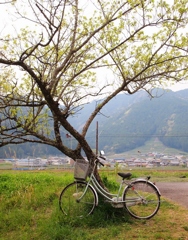 抜里のひとの自転車・・・