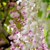 DSCF8192