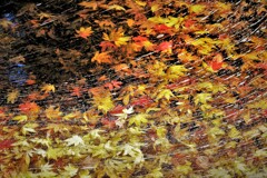 水中花・・・