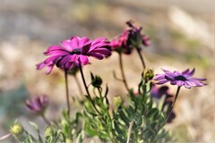 庭の花・・・