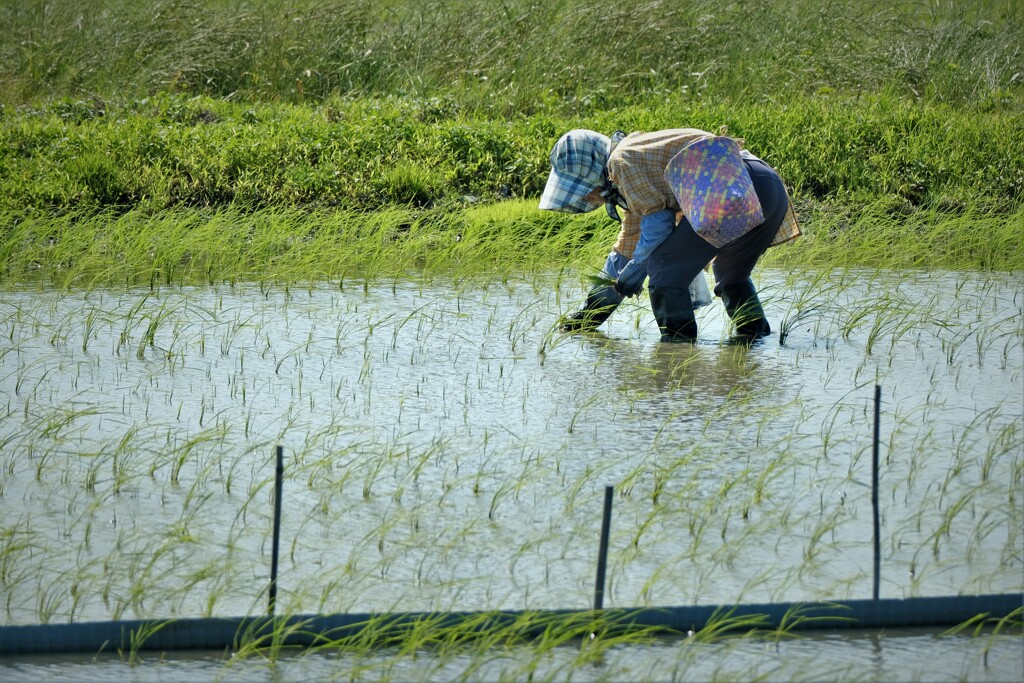 故郷のおふくろを思う・・・・