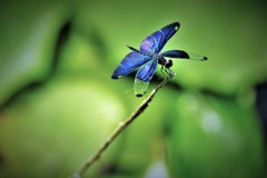 DSCF0022