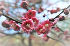 枝垂れ梅園　4・・・