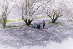 サクラの下で・・・