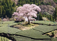 川根町　一本桜・・・