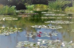 Monet Garden