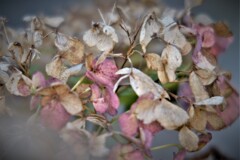 枯れ紫陽花・・・