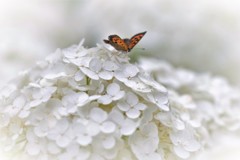 蝶と紫陽花・・・
