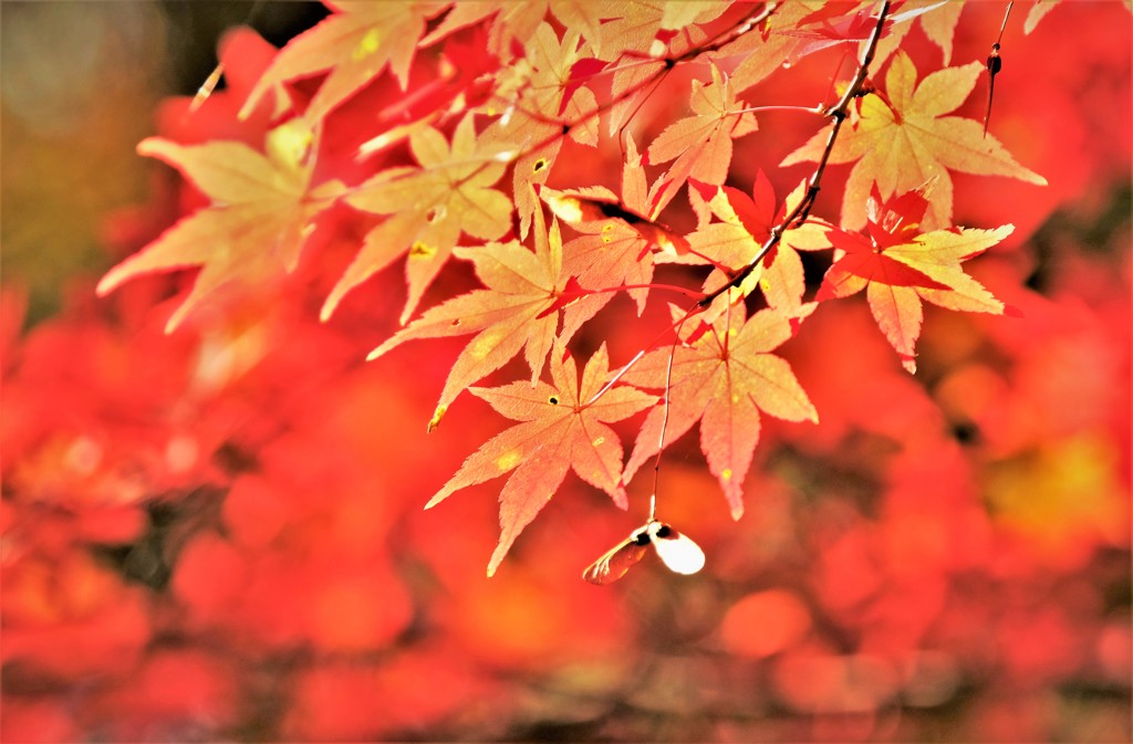 DSCF0043