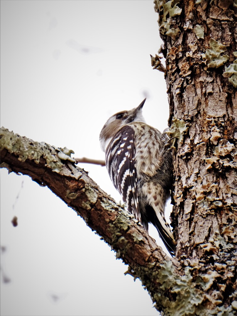 コゲラさん皮めくり中・・・