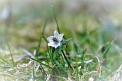 小さな花・・・
