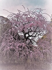枝垂れ梅園・・・