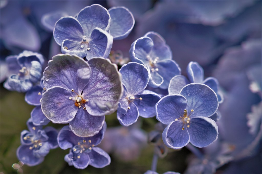 好きな紫陽花・・・