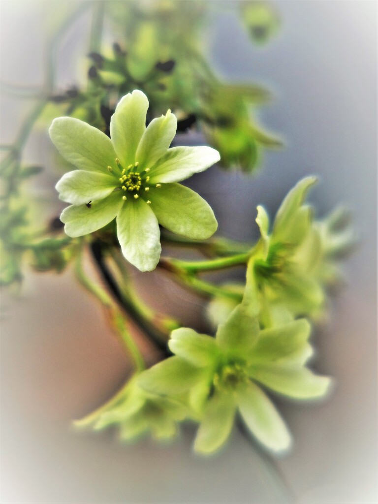 緑な花・・・