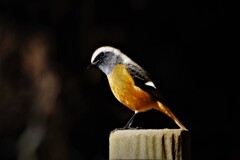 おっちゃんだな・・・