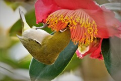 DSCF1010