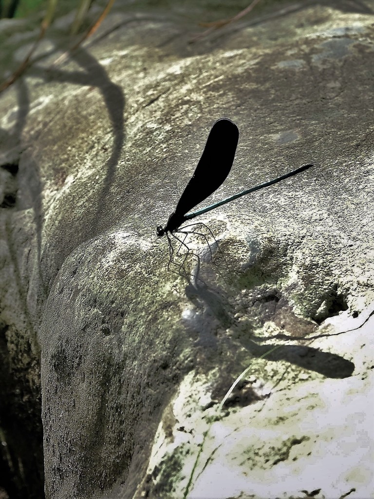 オハグロとんぼ・・・