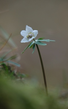 セツブンソウ花一輪立ち・・・