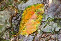 柿の葉紅葉・・・