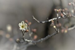 白梅一輪・・・