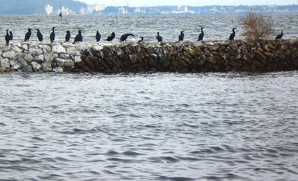 入出港の鵜・・・