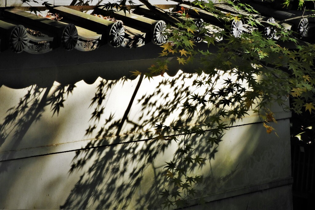 青モミジの陰・・・