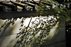 青モミジの陰・・・