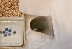 大往生しました・・・