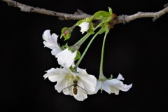 十月桜・・