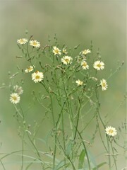 うす黄色な野の花・・・(あきののげし)